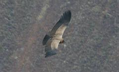 915-Cruz del condor,15 luglio 2013